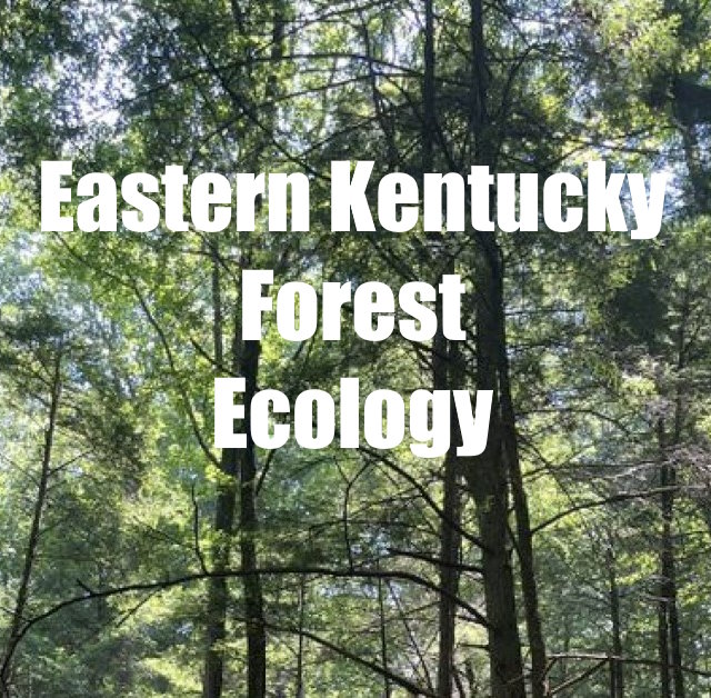 Learning About Our Eastern Kentucky Forests