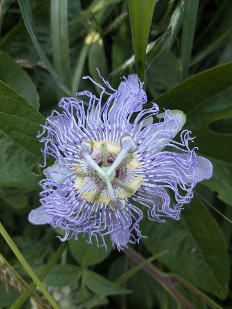 Maypop or Purple Passion Flower Eastern Kentucky Wildflowers