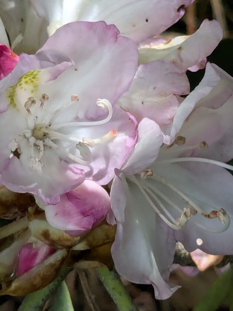 Mountain laurel blooming in eastern Kentucky