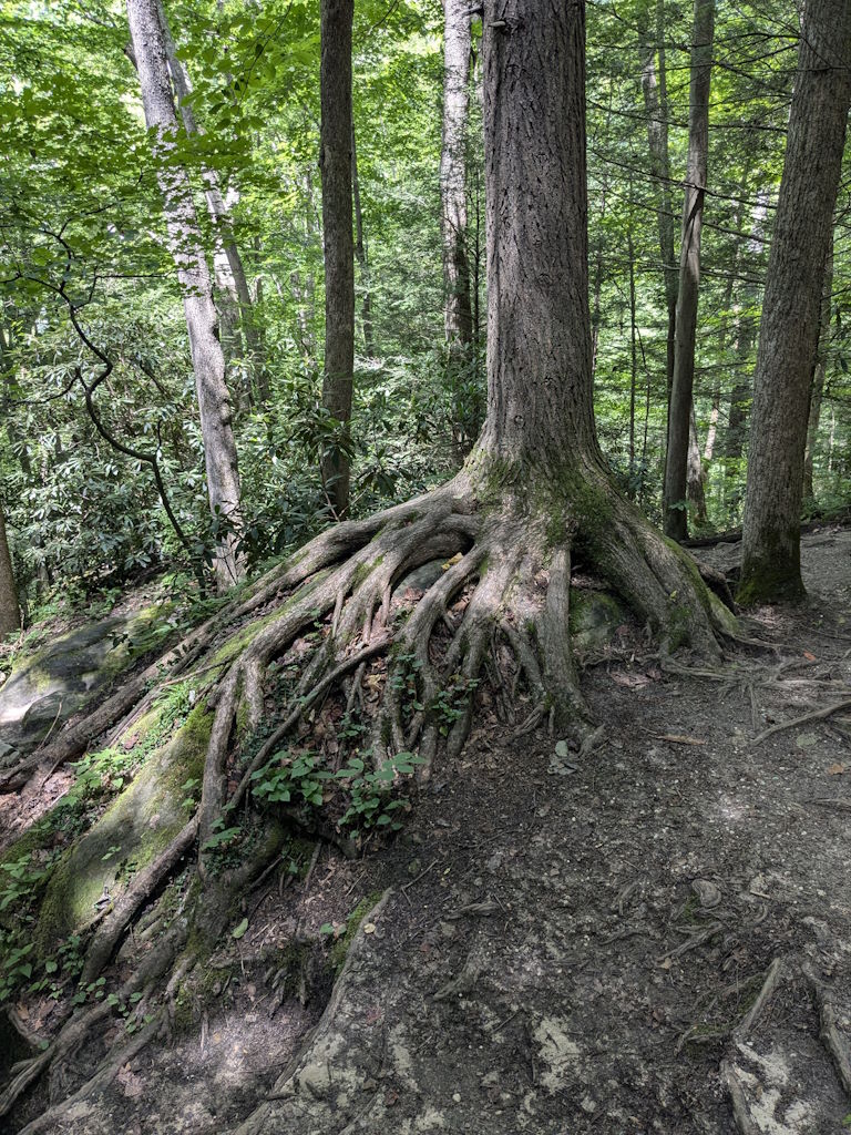 Tree growing with roots in the Eastern Kentucky forest