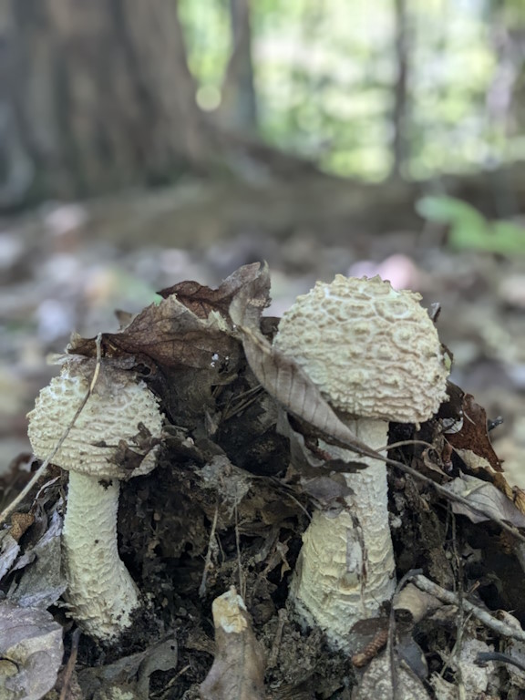 Mushrooms growing in the Appalachian forest