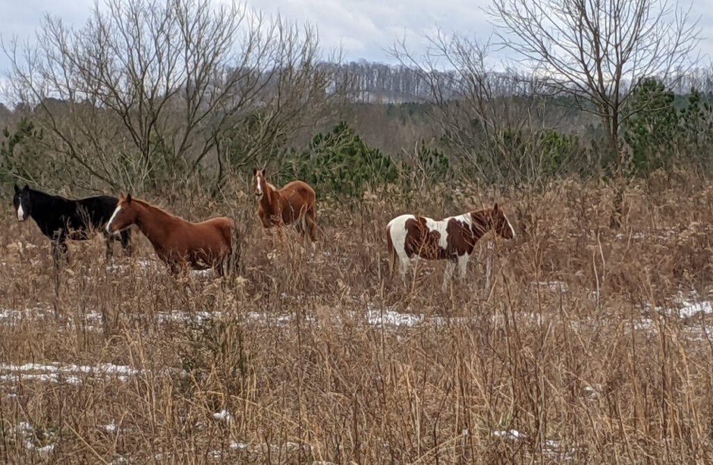 Horses grazing in Eastern Kentucky