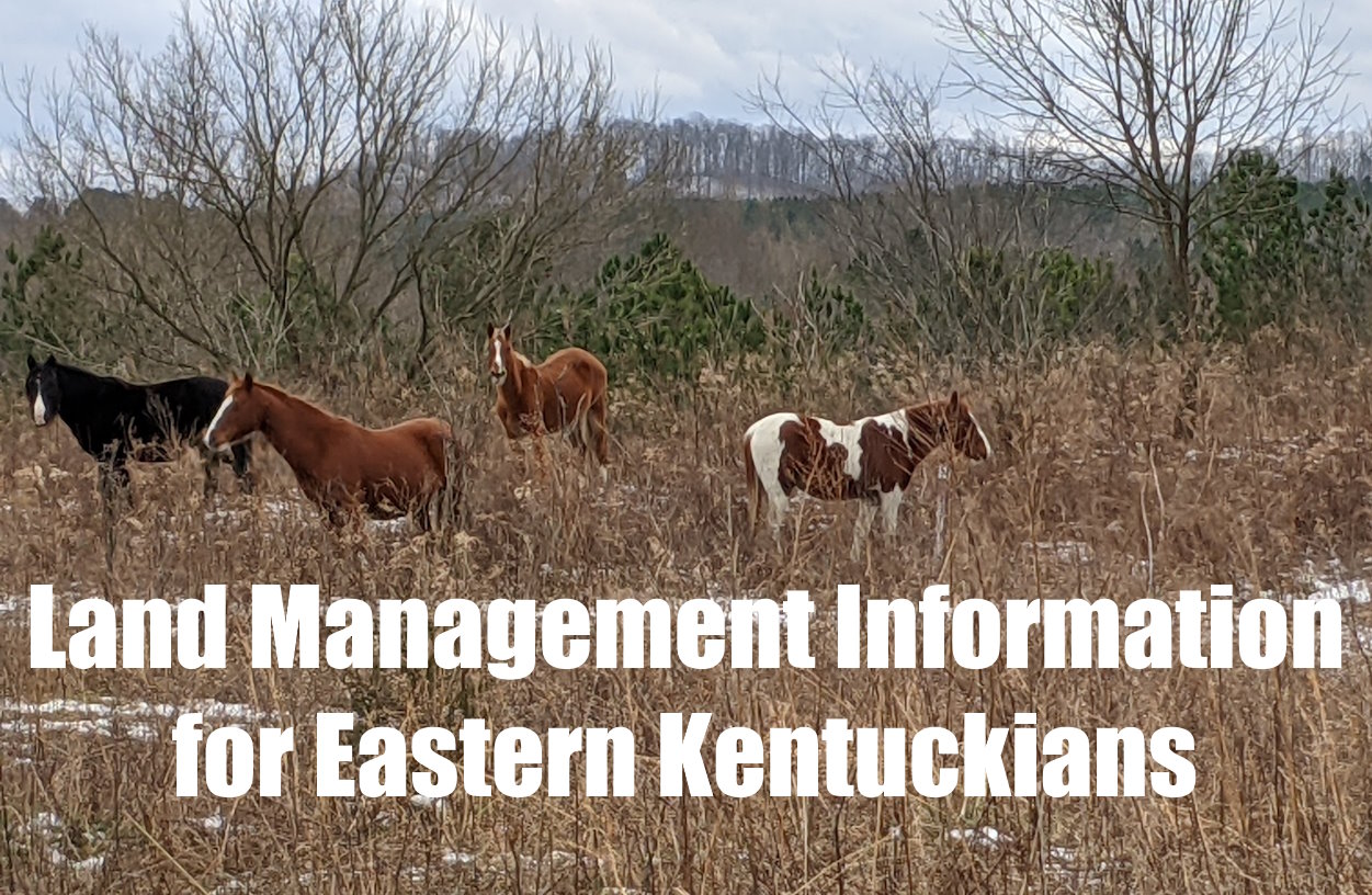 Horses grazing in Eastern Kentucky